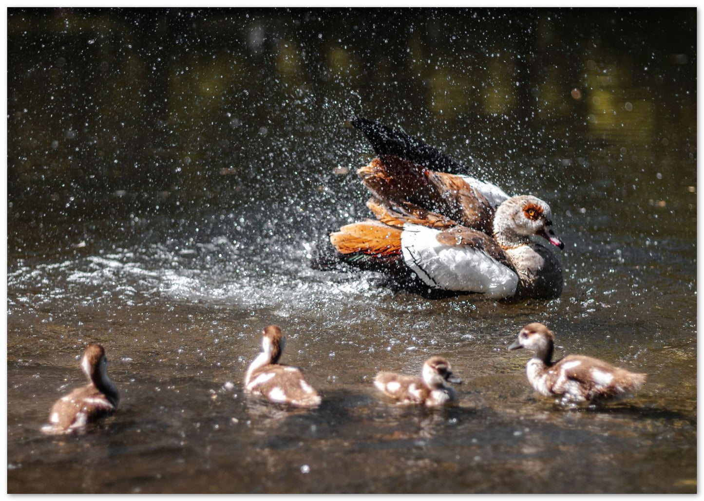 Animal 243 - @UPGallery