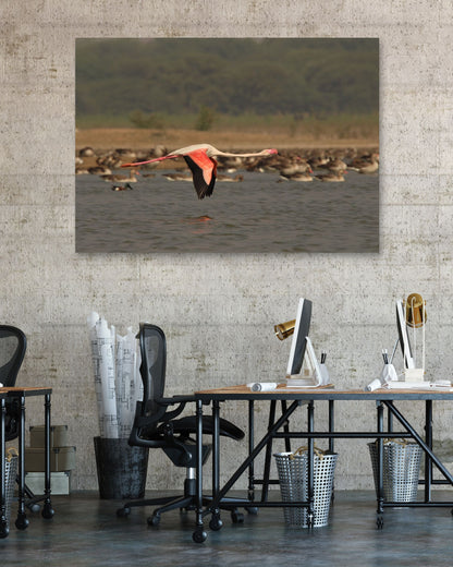 Animal 264 - @UPGallery