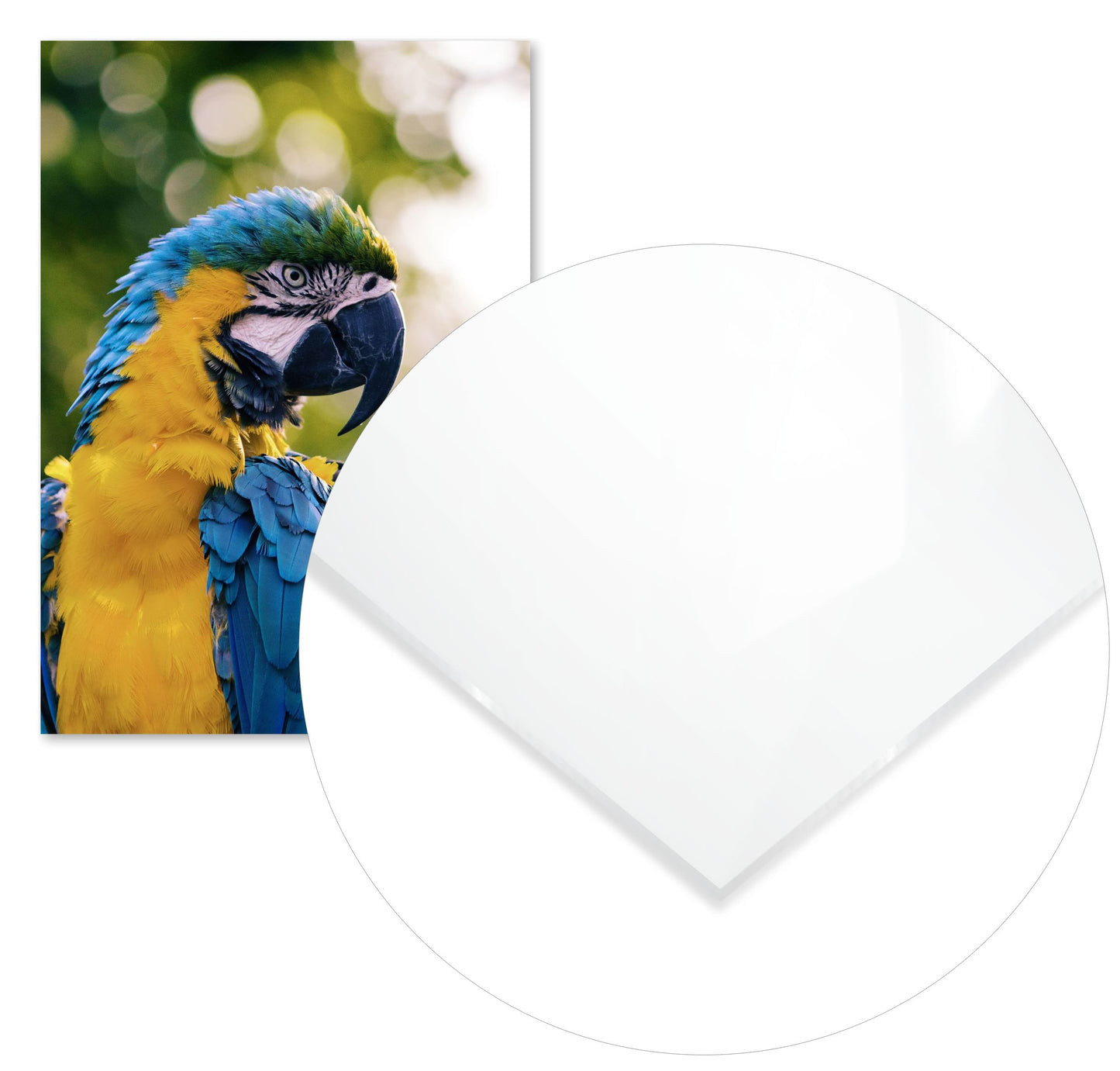 Animal 292 - @UPGallery