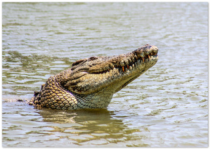 Animal 294 - @UPGallery