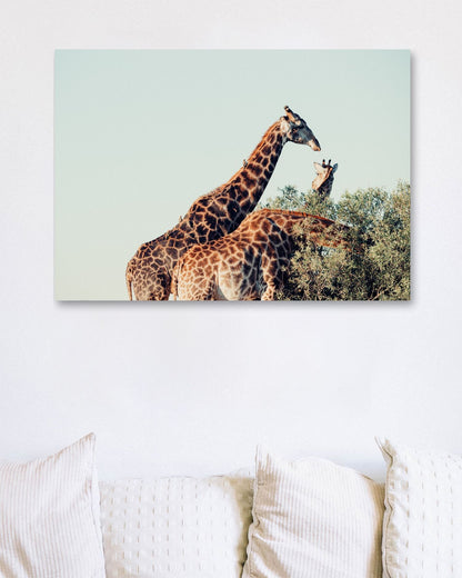 Animal 314 - @UPGallery