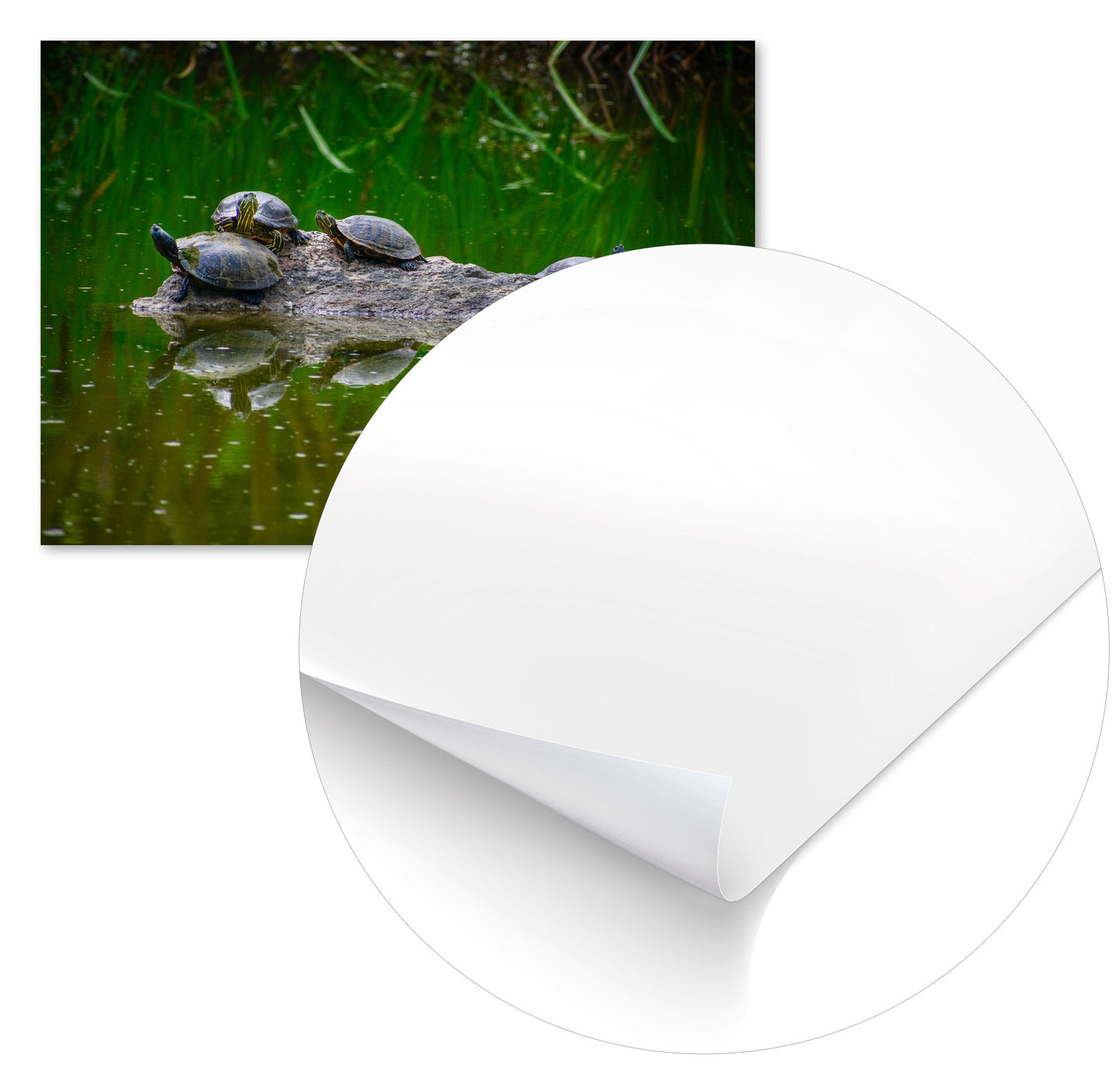 Animal 327 - @UPGallery