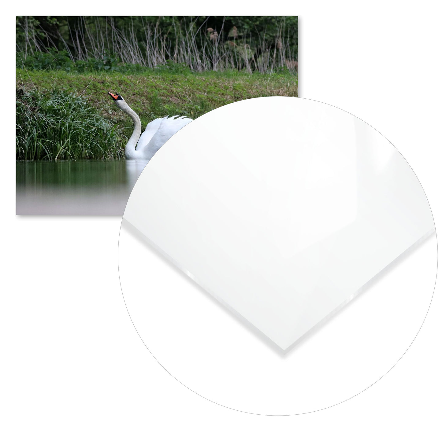 Animal 357 - @UPGallery