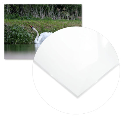 Animal 357 - @UPGallery