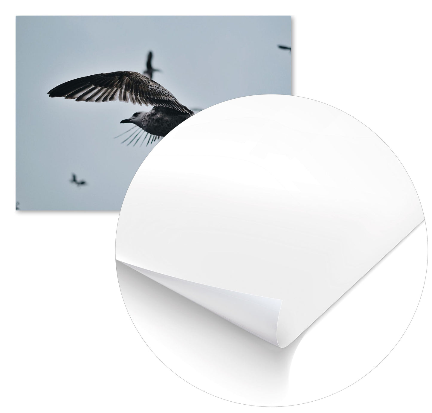 Animal 369 - @UPGallery