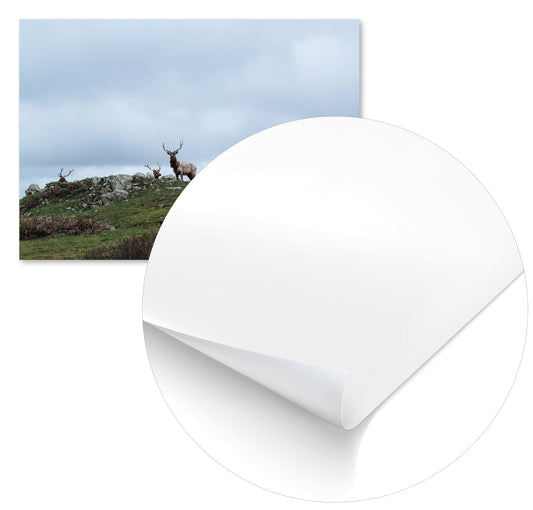 Animal 370 - @UPGallery