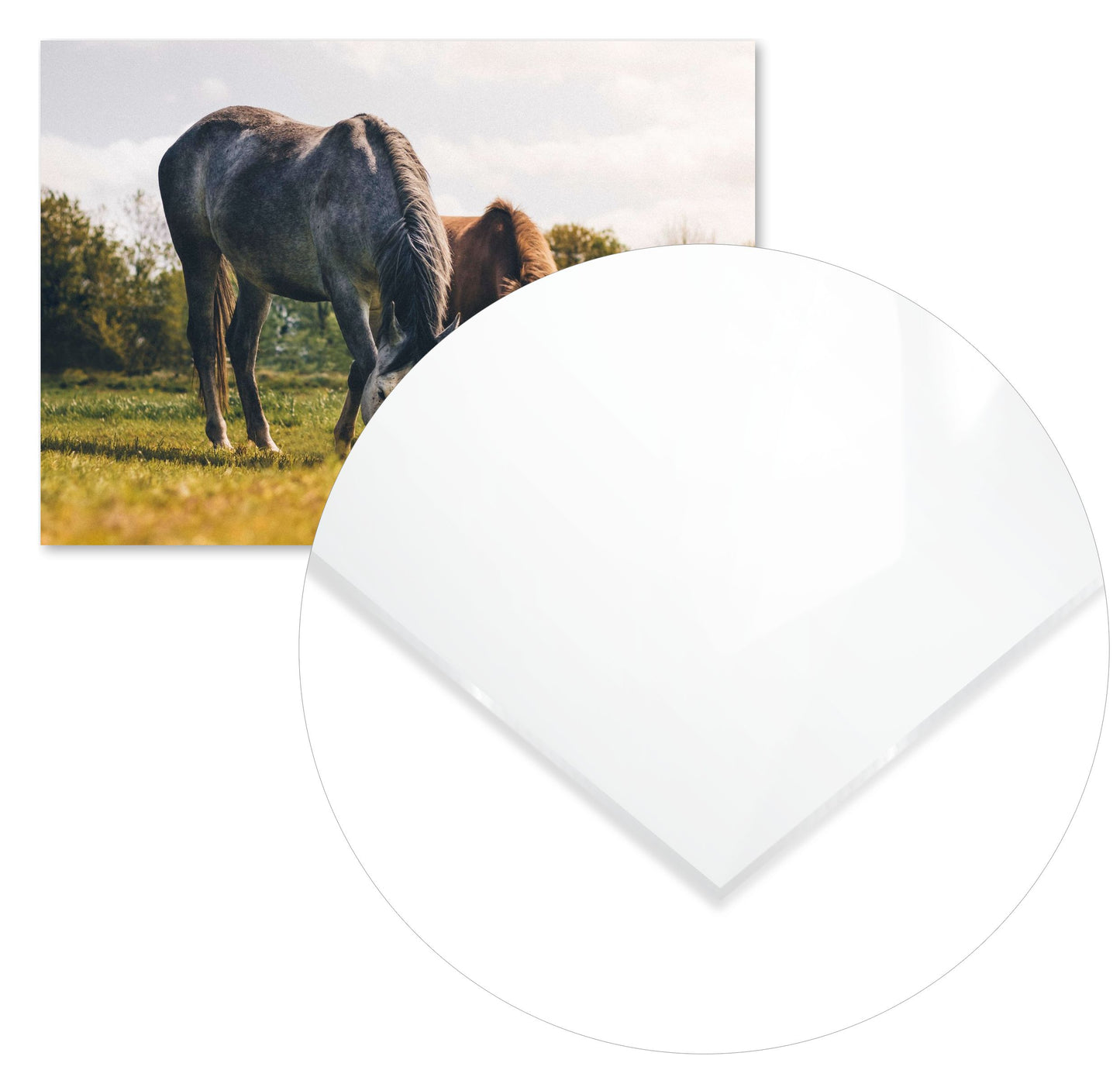 Animal 386 - @UPGallery