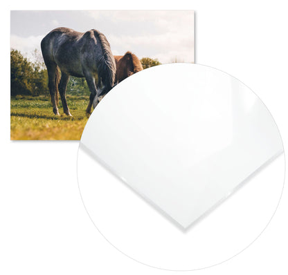 Animal 386 - @UPGallery