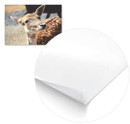 Animal 434 - @UPGallery