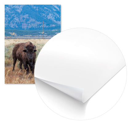 Animal 436 - @UPGallery