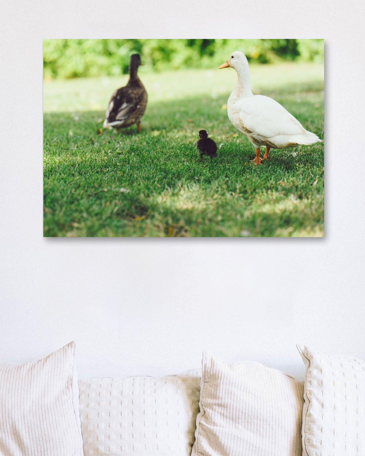 Animal 44 - @UPGallery