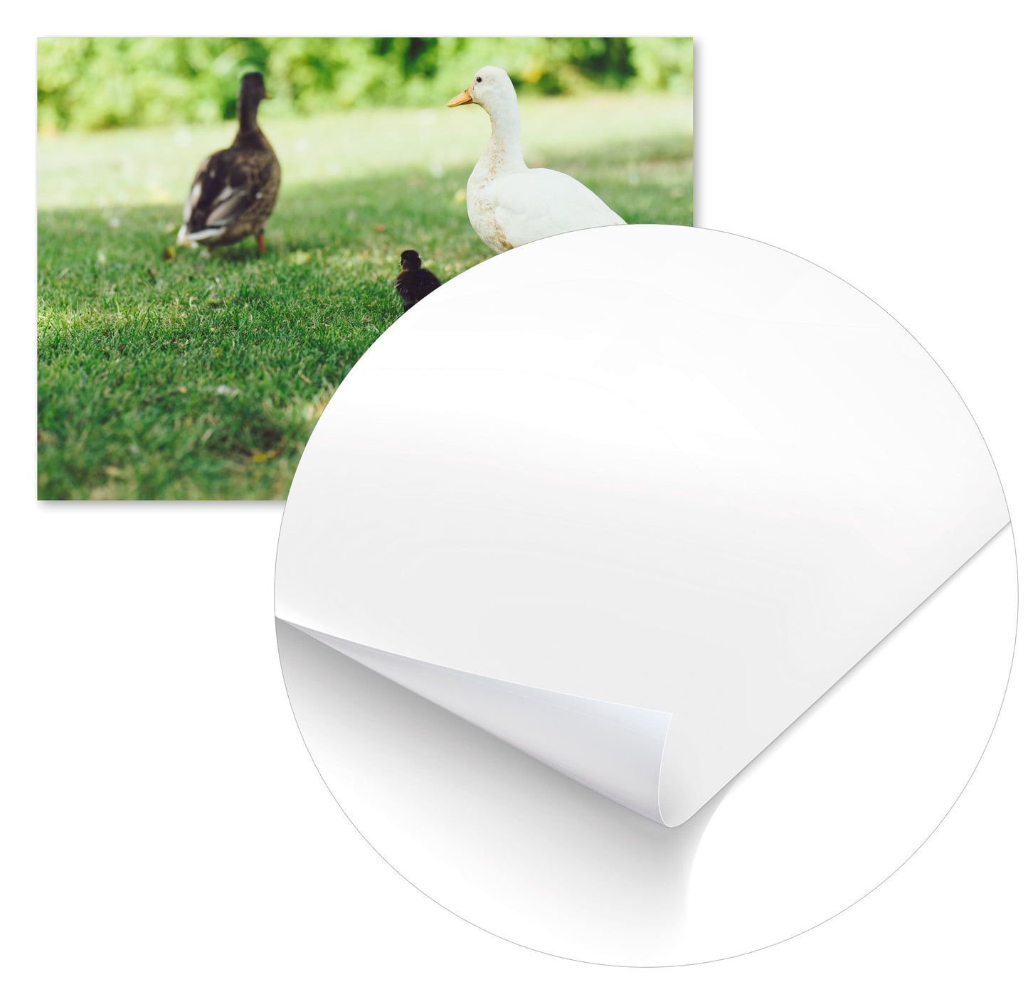 Animal 44 - @UPGallery