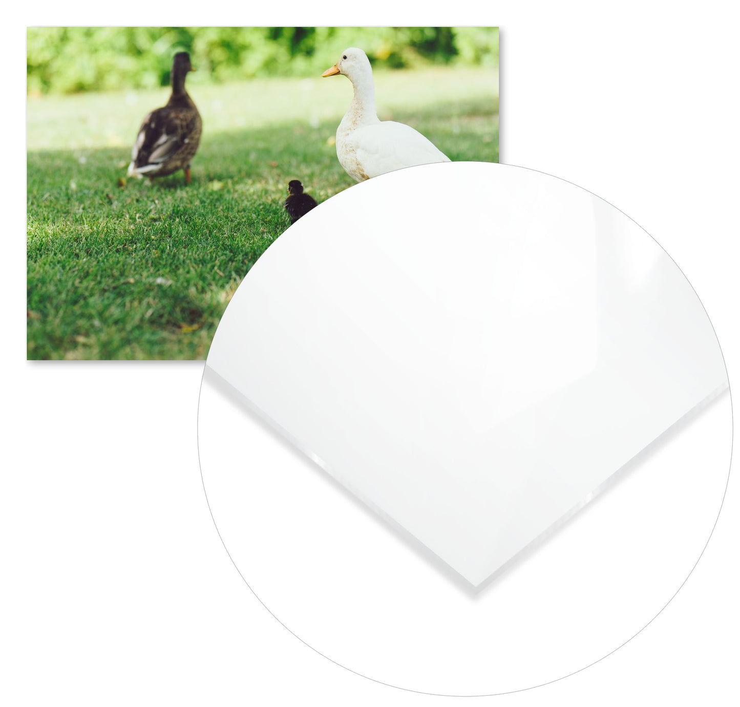 Animal 44 - @UPGallery