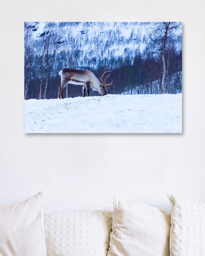 Animal 440 - @UPGallery