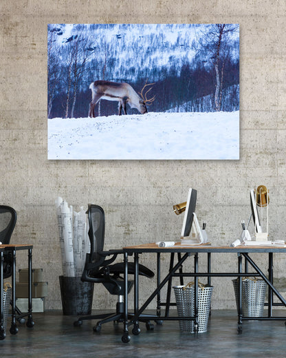 Animal 440 - @UPGallery