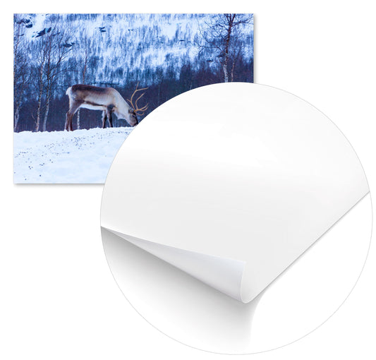 Animal 440 - @UPGallery