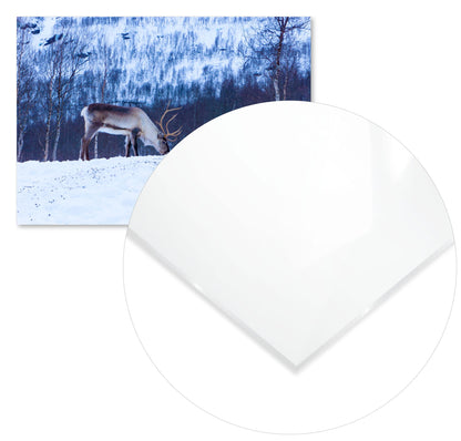 Animal 440 - @UPGallery