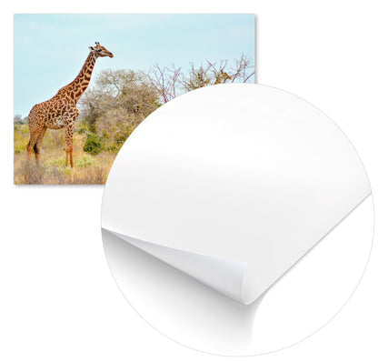 Animal 442 - @UPGallery