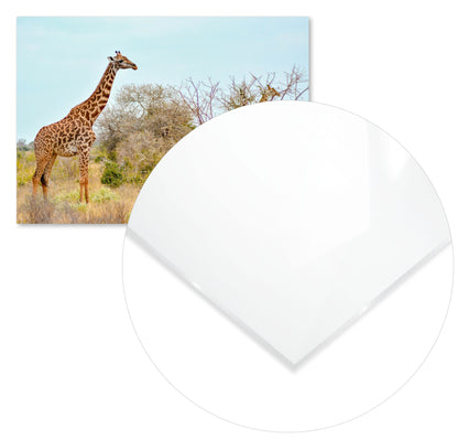 Animal 442 - @UPGallery