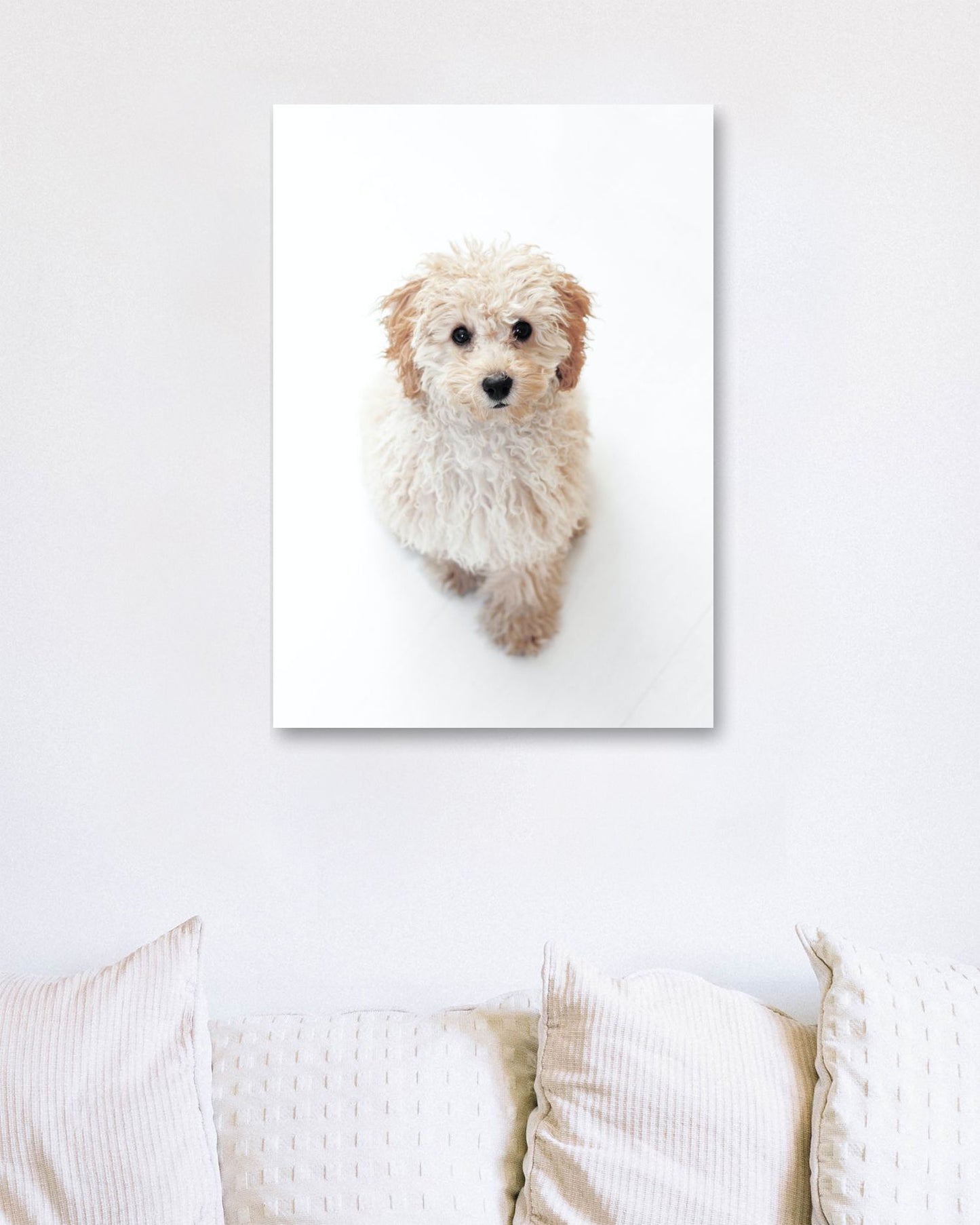 Animal 443 - @UPGallery