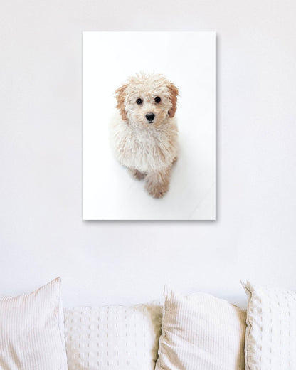 Animal 443 - @UPGallery