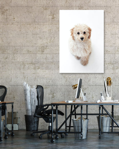 Animal 443 - @UPGallery