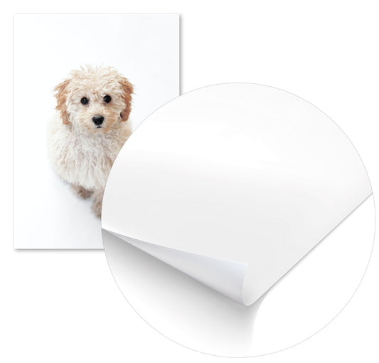 Animal 443 - @UPGallery