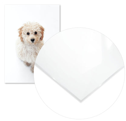 Animal 443 - @UPGallery