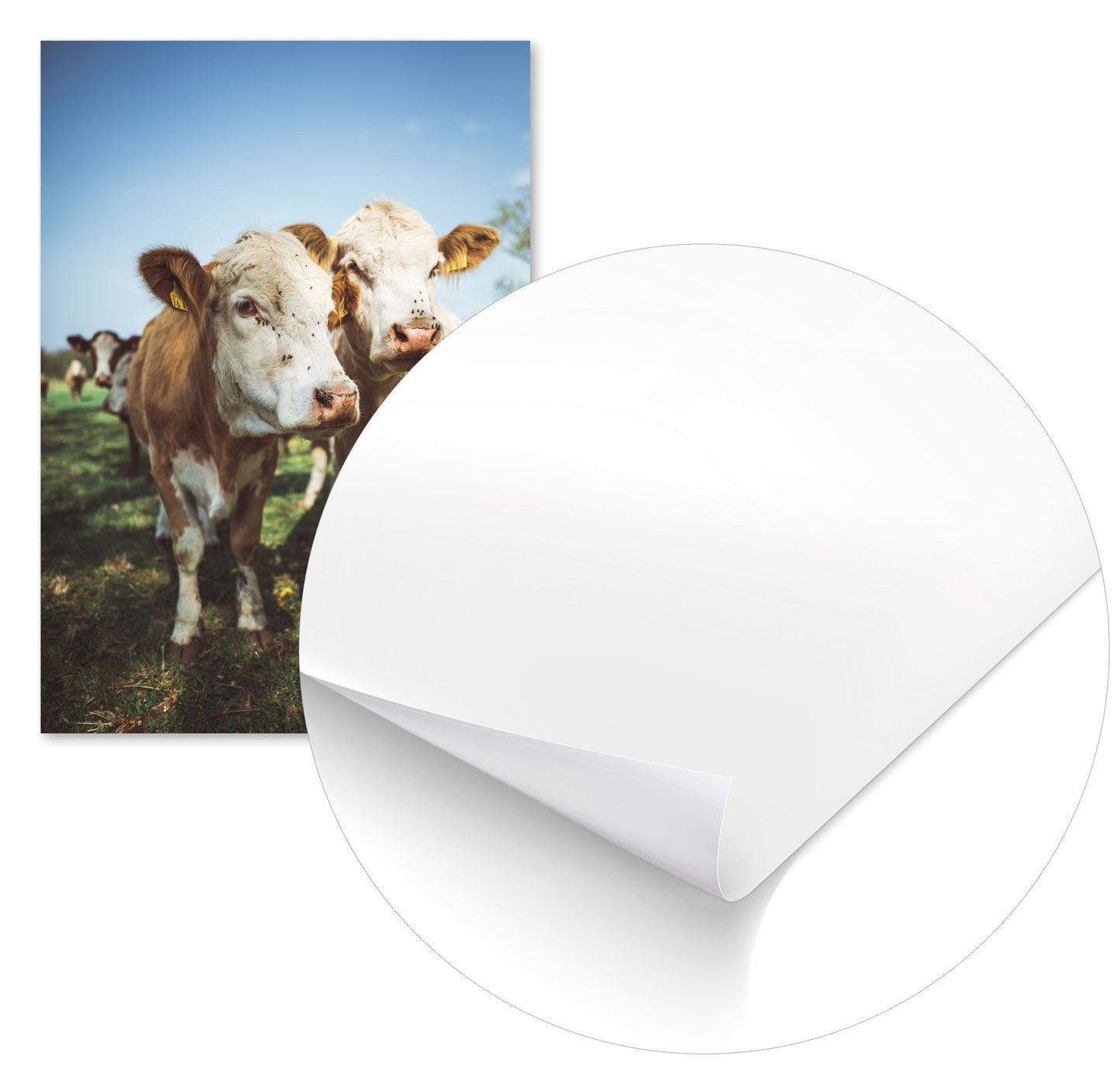 Animal 444 - @UPGallery