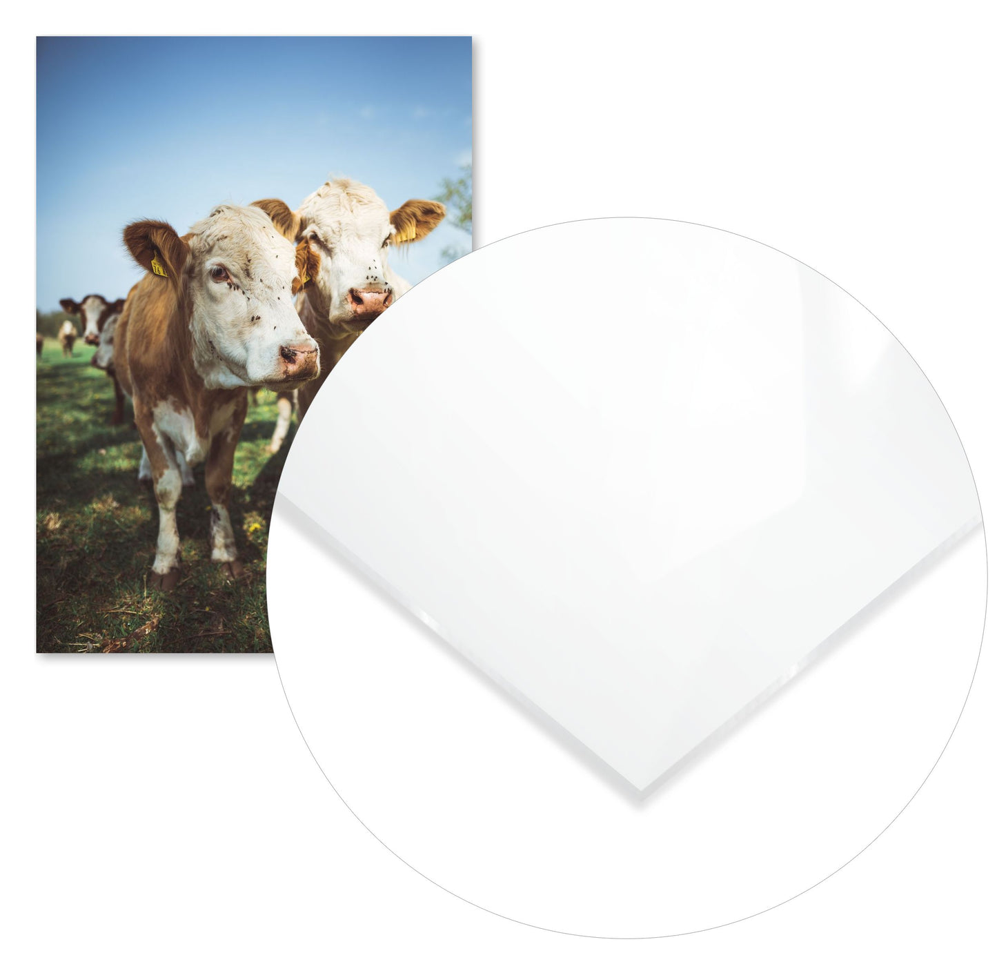 Animal 444 - @UPGallery