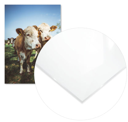 Animal 444 - @UPGallery