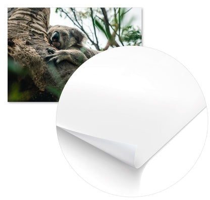 Animal 445 - @UPGallery