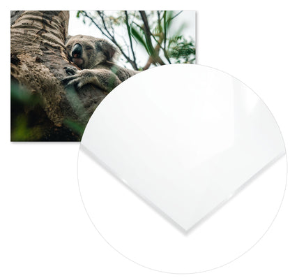 Animal 445 - @UPGallery