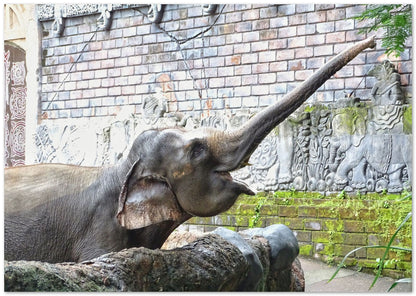 Animal 447 - @UPGallery