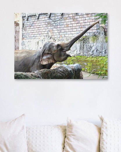 Animal 447 - @UPGallery