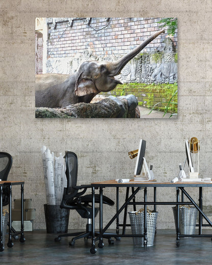 Animal 447 - @UPGallery