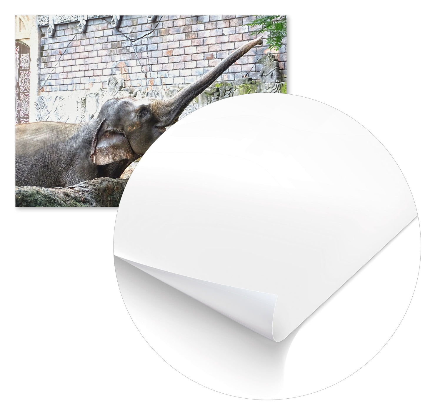 Animal 447 - @UPGallery