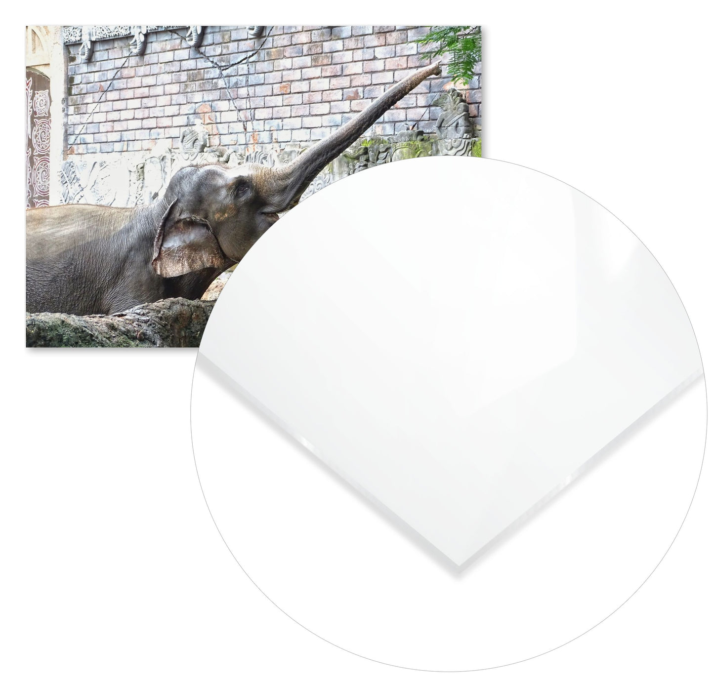 Animal 447 - @UPGallery