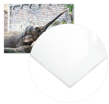 Animal 447 - @UPGallery