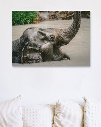 Animal 448 - @UPGallery