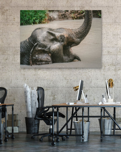 Animal 448 - @UPGallery