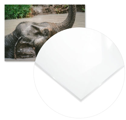 Animal 448 - @UPGallery