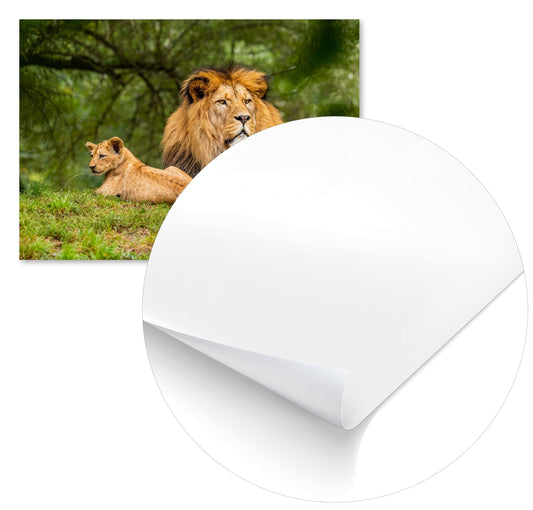 Animal 451 - @UPGallery