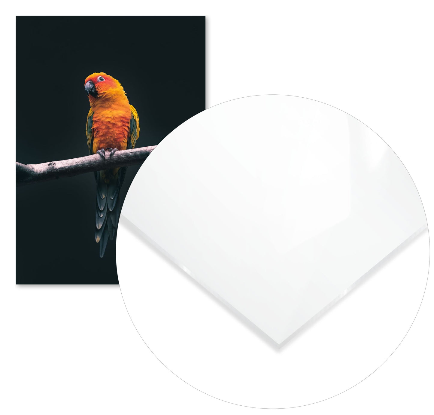 Animal 452 - @UPGallery