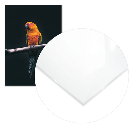 Animal 452 - @UPGallery