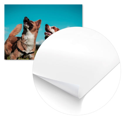 Animal 453 - @UPGallery