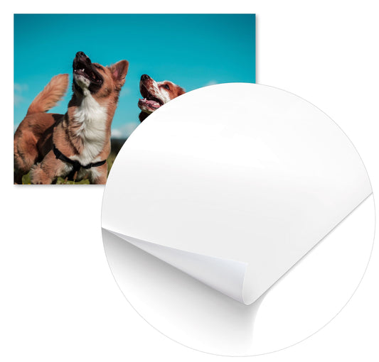 Animal 453 - @UPGallery