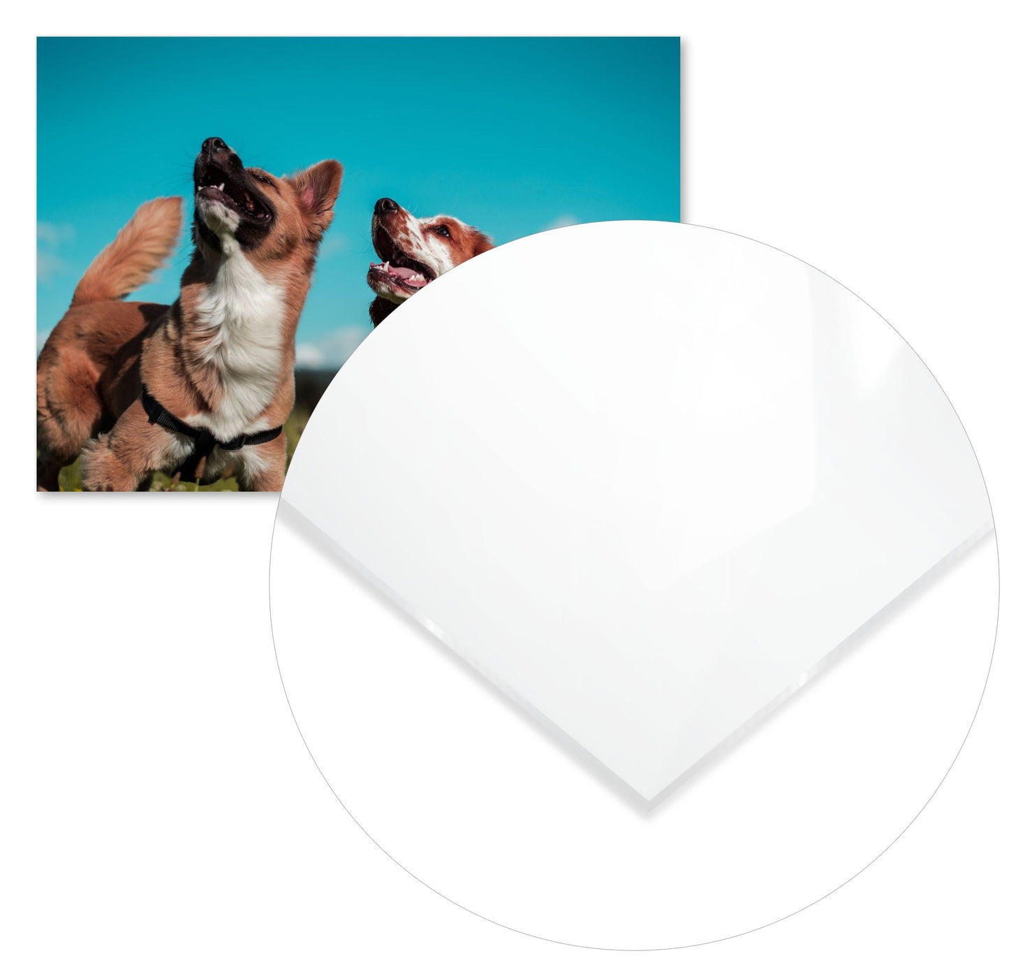 Animal 453 - @UPGallery