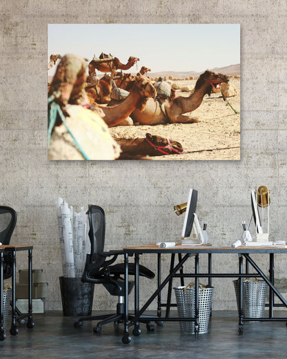 Animal 455 - @UPGallery