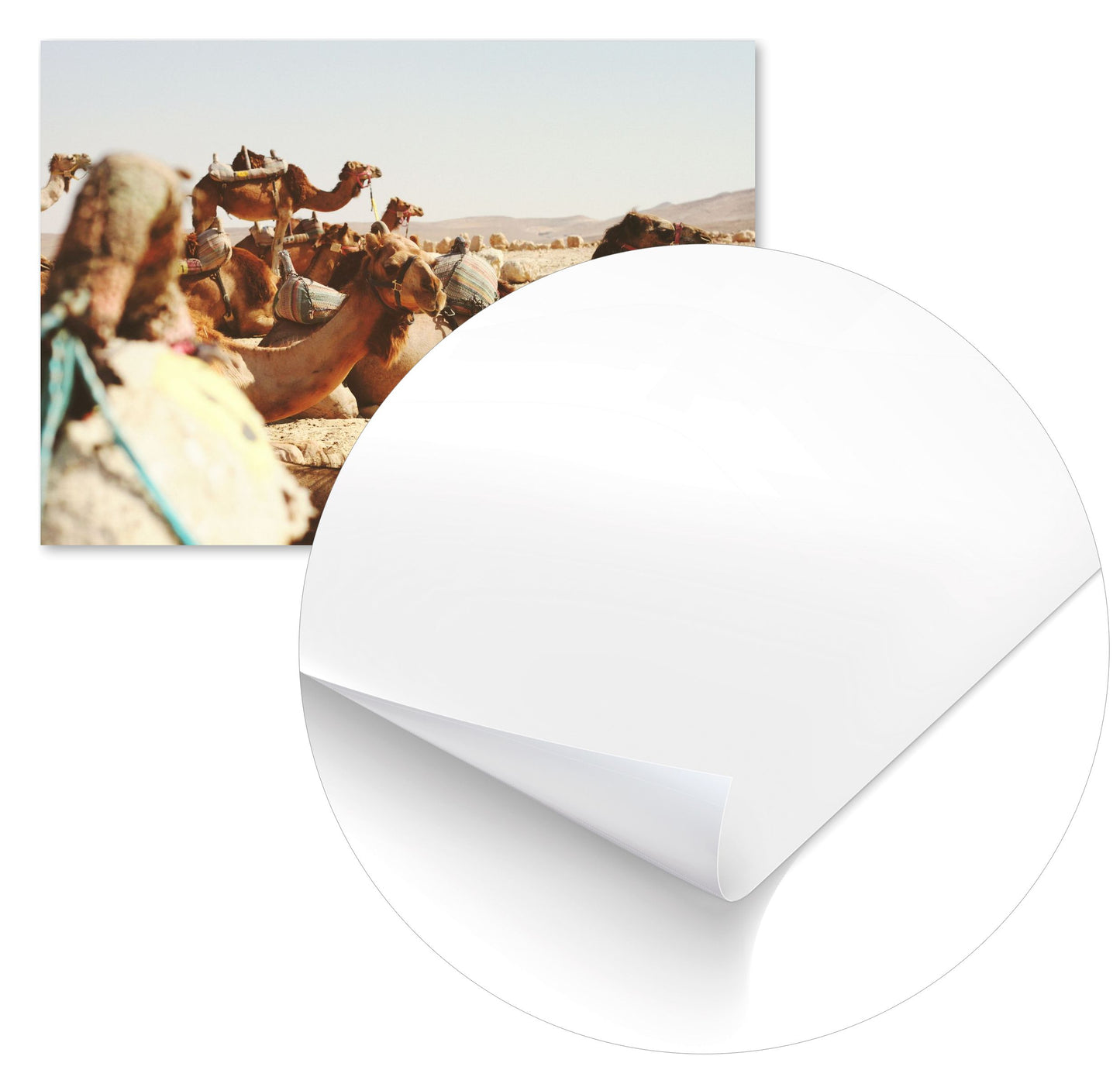 Animal 455 - @UPGallery